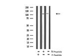 Phospho-ERK5 (Thr219, Tyr221) Antibody in Western Blot (WB)