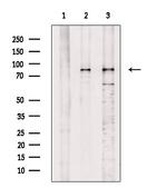 Phospho-EZH2 (Thr345) Antibody in Western Blot (WB)