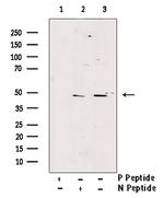 Phospho-GSK3B (Thr390) Antibody in Western Blot (WB)