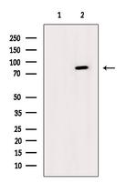 Phospho-IKK alpha/beta (Ser176, Ser180) Antibody in Western Blot (WB)