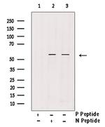 Phospho-IRF7 (Ser437, Ser438) Antibody in Western Blot (WB)