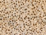 Phospho-IRF7 (Ser471, Ser472) Antibody in Immunohistochemistry (Paraffin) (IHC (P))