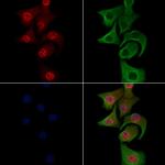 Phospho-JIP1 (Thr205) Antibody in Immunocytochemistry (ICC/IF)