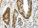 Phospho-JIP1 (Thr205) Antibody in Immunohistochemistry (Paraffin) (IHC (P))