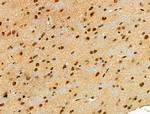 Phospho-JIP1 (Thr205) Antibody in Immunohistochemistry (Paraffin) (IHC (P))