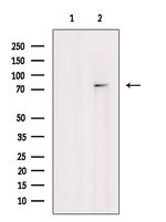 Phospho-JIP1 (Thr205) Antibody in Western Blot (WB)