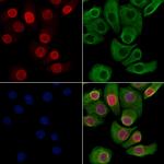 Phospho-Lamin A/C (Ser390) Antibody in Immunocytochemistry (ICC/IF)