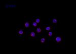 Phospho-Lamin A/C (Ser390) Antibody in Immunocytochemistry (ICC/IF)