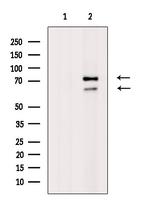 Phospho-Lamin A/C (Ser390) Antibody in Western Blot (WB)