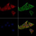 Phospho-LRRK2 (Ser910) Antibody in Immunocytochemistry (ICC/IF)