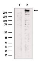 Phospho-LRRK2 (Ser935) Antibody in Western Blot (WB)