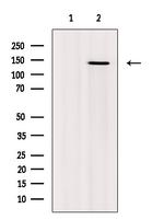 Phospho-NFATC2 (Ser53) Antibody in Western Blot (WB)