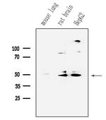 Phospho-Parkin (Ser65) Antibody in Western Blot (WB)