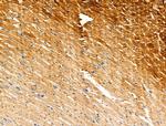 Phospho-Phospholamban (Ser714) Antibody in Immunohistochemistry (Paraffin) (IHC (P))