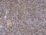 Phospho-RSK Pan (Ser221, Ser227, Ser218, Ser232) Antibody in Immunohistochemistry (Paraffin) (IHC (P))