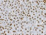 Phospho-RSK Pan (Ser221, Ser227, Ser218, Ser232) Antibody in Immunohistochemistry (Paraffin) (IHC (P))