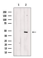 Phospho-SGK2 (Thr253) Antibody in Western Blot (WB)