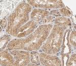 Phospho-SHP2 (Tyr580) Antibody in Immunohistochemistry (Paraffin) (IHC (P))