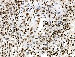 Phospho-SMAD5 (Ser463, Ser465) Antibody in Immunohistochemistry (Paraffin) (IHC (P))