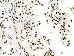 Phospho-SMAD5 (Ser463, Ser465) Antibody in Immunohistochemistry (Paraffin) (IHC (P))