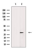 Phospho-SNAIL (Ser11) Antibody in Western Blot (WB)