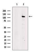 Phospho-STAT2 (Thr387) Antibody in Western Blot (WB)