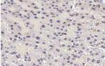 Phospho-STAT5A/B (Tyr694) Antibody in Immunohistochemistry (Paraffin) (IHC (P))