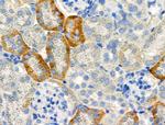 Phospho-TAOK2 (Ser181) Antibody in Immunohistochemistry (Paraffin) (IHC (P))