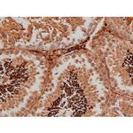 Phospho-Tau (Ser579) Antibody in Immunohistochemistry (Paraffin) (IHC (P))