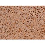 Phospho-Tau (Ser579) Antibody in Immunohistochemistry (Paraffin) (IHC (P))