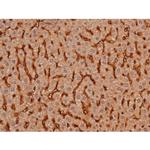 Phospho-Tau (Ser579) Antibody in Immunohistochemistry (Paraffin) (IHC (P))