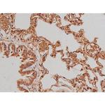 Phospho-Tau (Ser579) Antibody in Immunohistochemistry (Paraffin) (IHC (P))