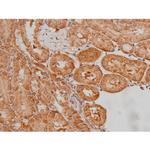 Phospho-Tau (Ser579) Antibody in Immunohistochemistry (Paraffin) (IHC (P))