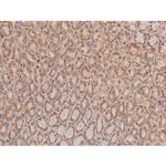 Phospho-Tau (Ser579) Antibody in Immunohistochemistry (Paraffin) (IHC (P))