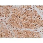 Phospho-Tau (Ser579) Antibody in Immunohistochemistry (Paraffin) (IHC (P))