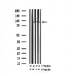 Phospho-Tau (Ser579) Antibody in Western Blot (WB)