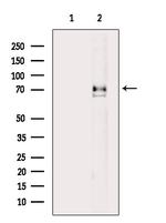 Phospho-Vimentin (Ser39) Antibody in Western Blot (WB)