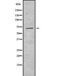 Phospho-WEE1 (Ser642) Antibody in Western Blot (WB)