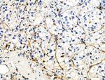 Phospho-ZO-2 (Tyr1118) Antibody in Immunohistochemistry (Paraffin) (IHC (P))