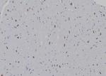 H3K9me1 Antibody in Immunohistochemistry (Paraffin) (IHC (P))