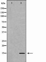 H3K9me1 Antibody in Western Blot (WB)