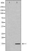 H3K36me2 Antibody in Western Blot (WB)