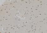 H3K4me2 Antibody in Immunohistochemistry (Paraffin) (IHC (P))