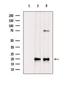 Caspase 3 (Cleaved Asp175) Antibody in Western Blot (WB)