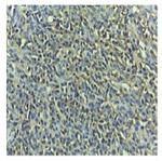 Caspase 3 (Cleaved Asp175) Antibody in Immunohistochemistry (Paraffin) (IHC (P))