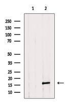 Caspase 3 (Cleaved Asp175) Antibody in Western Blot (WB)