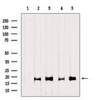 Caspase 3 (Cleaved Asp175) Antibody in Western Blot (WB)