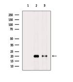 H2A.Zac pan-acetyl (K4,K7,K11,K13) Antibody in Western Blot (WB)