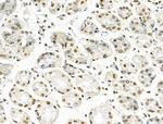 H2A.Zac pan-acetyl (K4,K7,K11,K13) Antibody in Immunohistochemistry (Paraffin) (IHC (P))