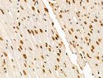 H2BK20ac Antibody in Immunohistochemistry (Paraffin) (IHC (P))